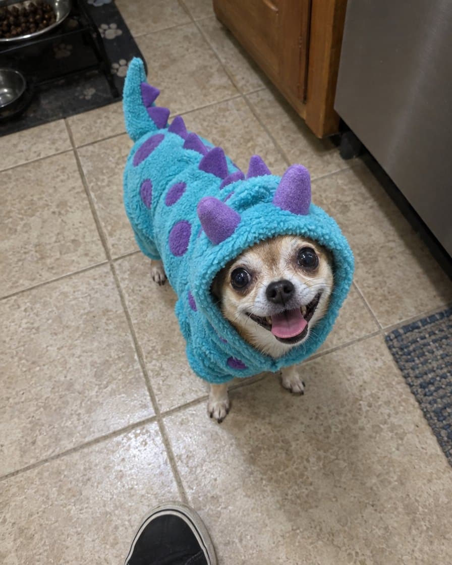 Customer photo: dog in the Monster Dino Hoodie