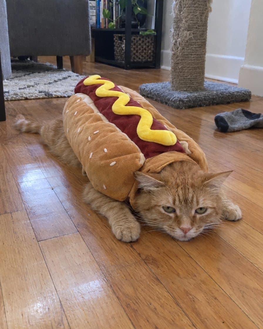 Customer photo: cat in the Hot Dog Costume