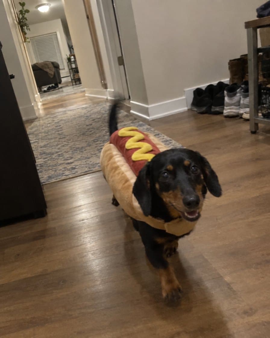 Frank, dachshund in the Hot Dog Costume