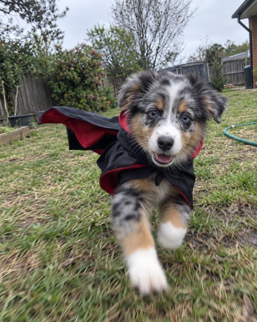 Customer photo: dog in the Shadow Ninja Cloak
