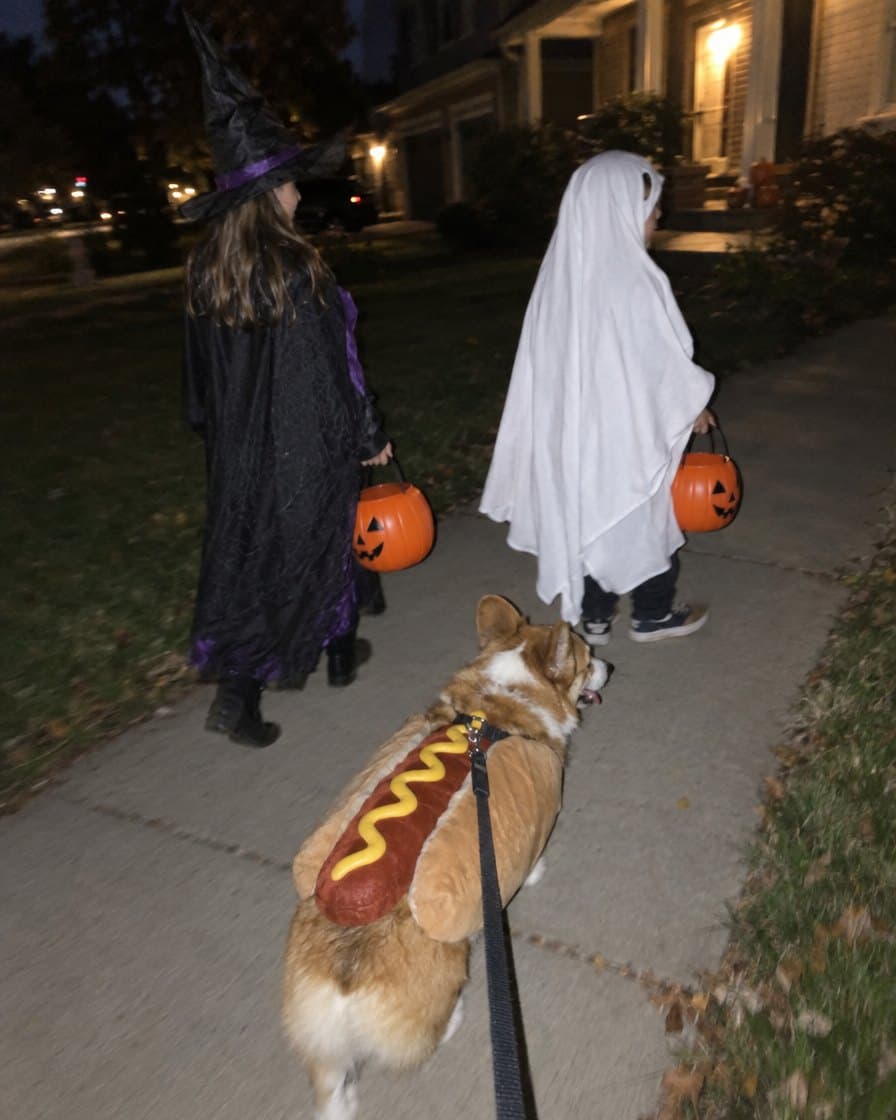 Butters, corgi in the Hot Dog Costume