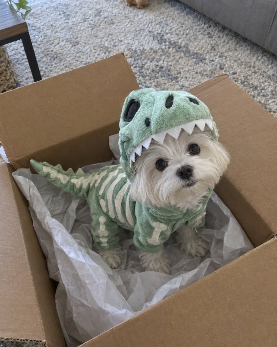 Nube, Maltese in the Glow T-Rex Skeleton