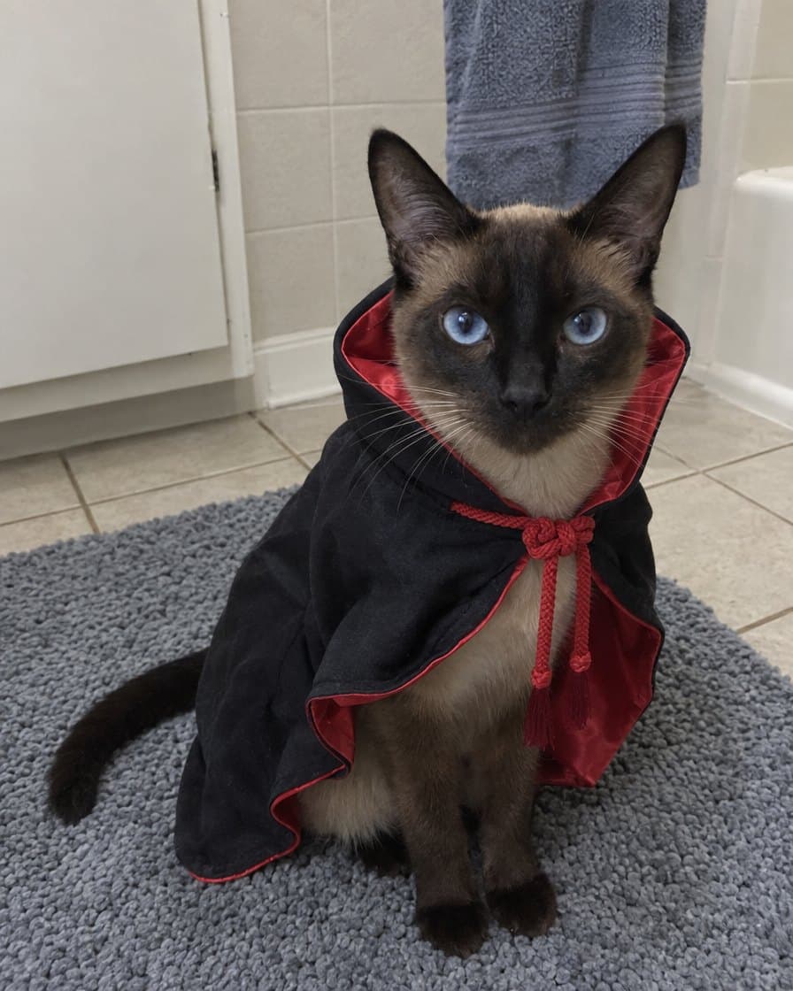 Miso, Siamese in the Shadow Ninja Cloak