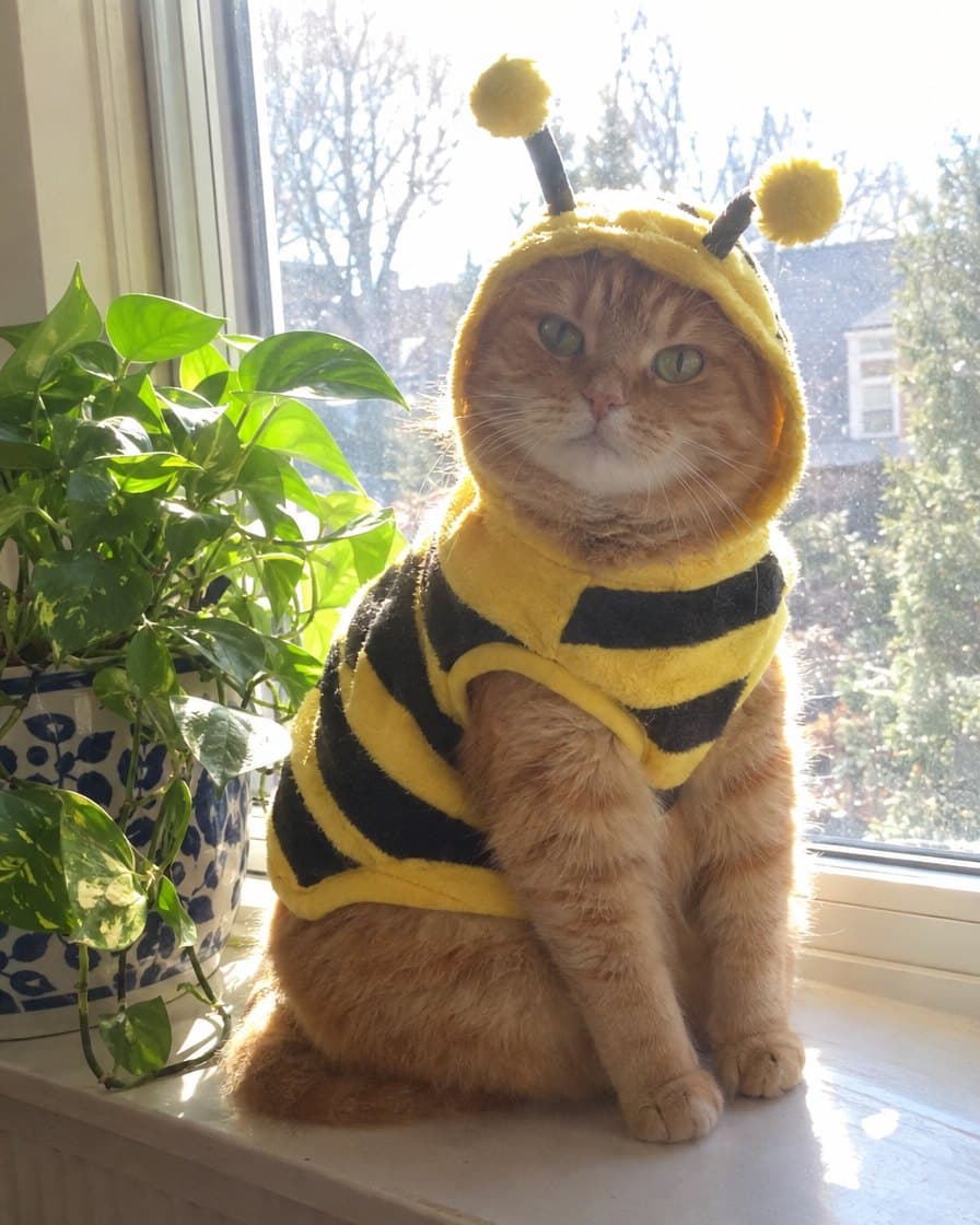 Tangerine, orange cat in the Buzzy Bee Hoodie