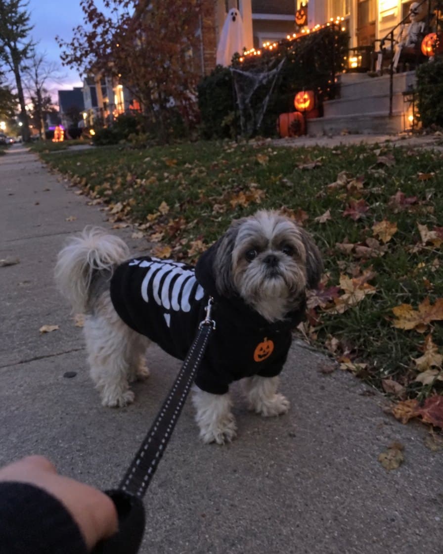 Customer photo: dog in the Skeleton Hoodie